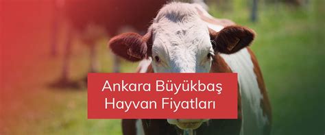 ankara büyükbaş hayvan fiyatları